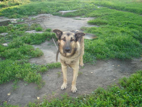 Betoven