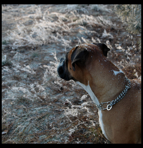 .Brown snow.