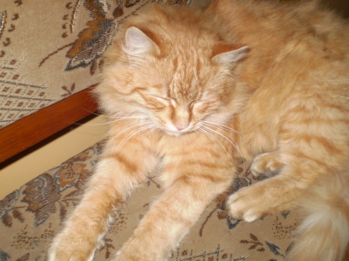 MOJ KOTEK RUDOLF