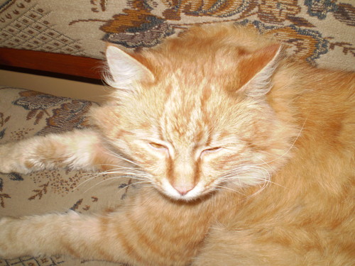 MOJ KOTEK