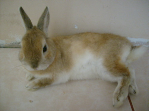 Krlik 