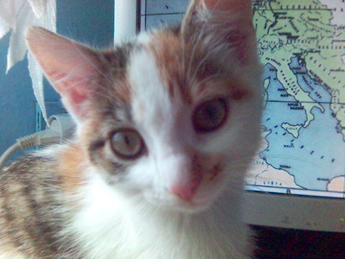 My cat :P