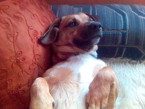 Moj piesek :P