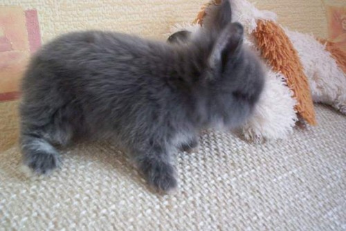 Tuptus:****