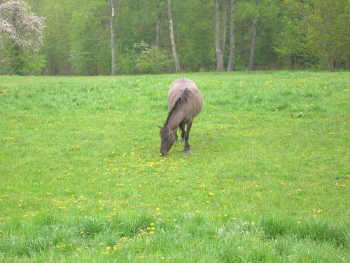 KoNiK=)