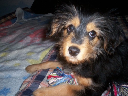 Mj piesek :)