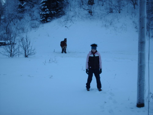 konik i zamuka