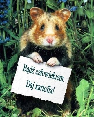 Bd czowiekiem. Daj Kartofla!