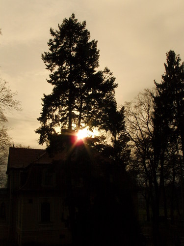 tree