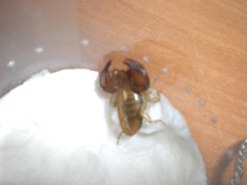 SKORPION