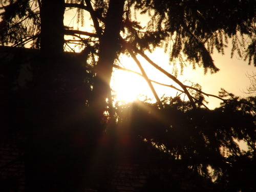 tree with sun