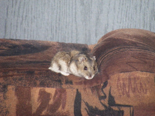 moj chomiczek