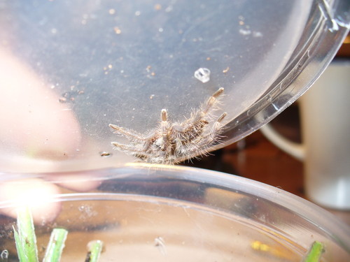 Poelicoteria fasciata :) 