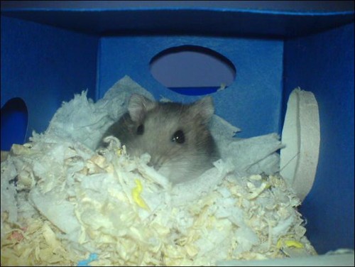 Dubi ;*