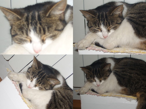 lucy