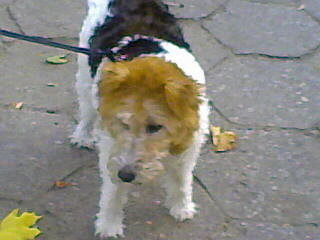 MAY DOG :D  :D