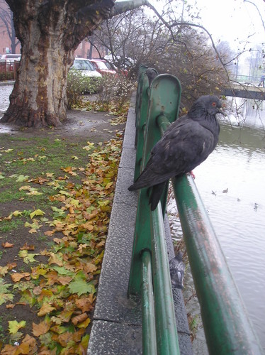 Ptak