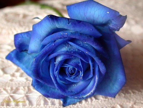 una rosa blu ;* ;]