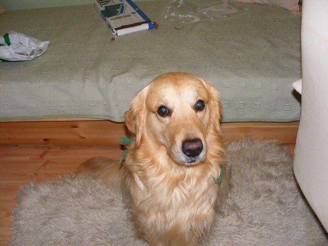 Main Hund:)