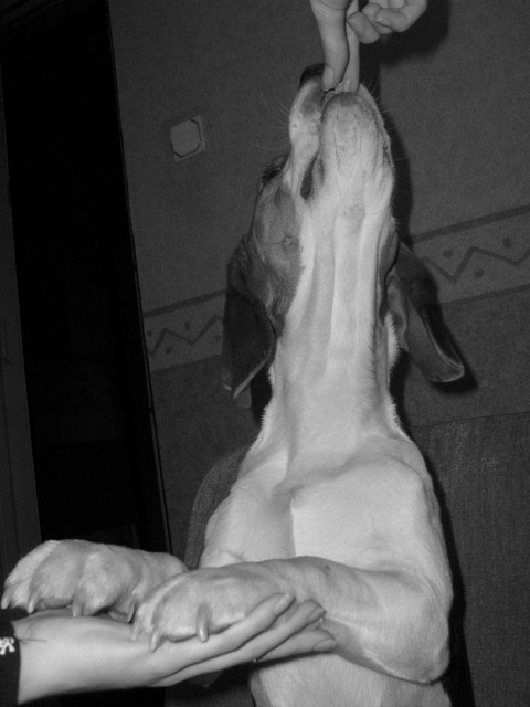 Laku ;]