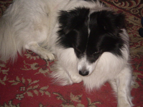 puszek