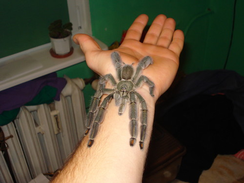 Psalmopoeus cambridgei!