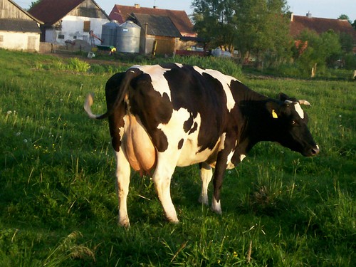 Krowa robi muuuu i daje mleko ;P