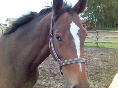 KONIK