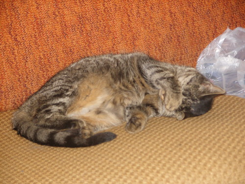 maja
