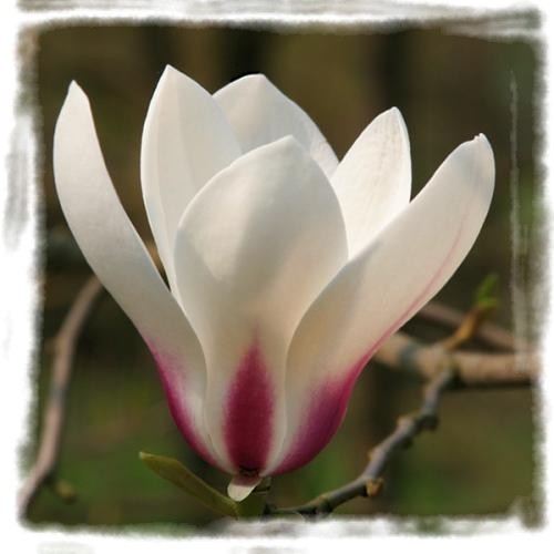 magnolia
