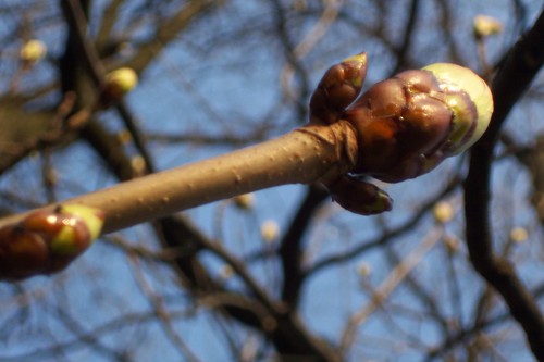 wiosna :)