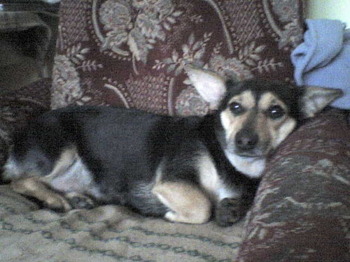 Nika