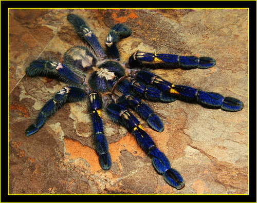 Poecilotheria Metalica