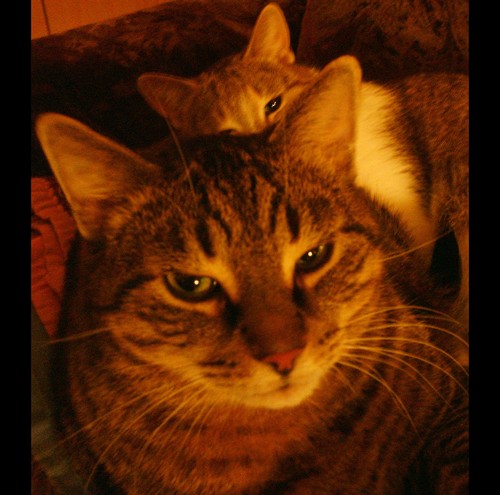 Cats In The Craddle