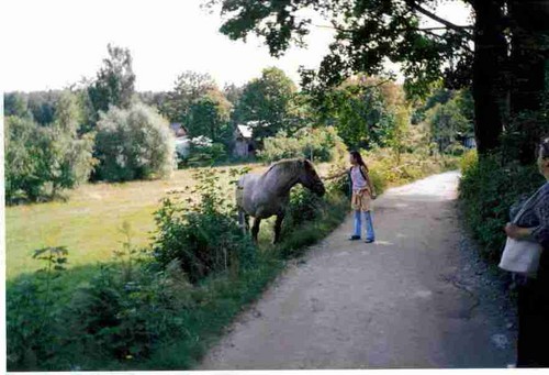 konik