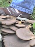 wasno