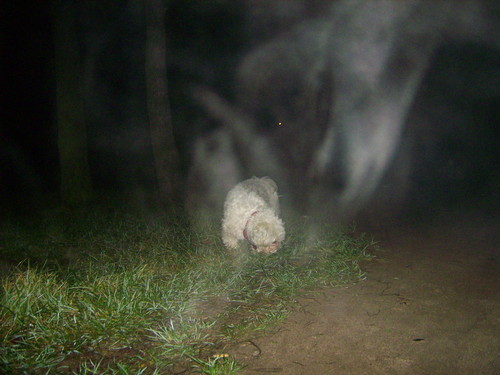 muj piesek