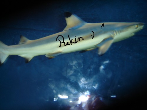 17-Rekinek