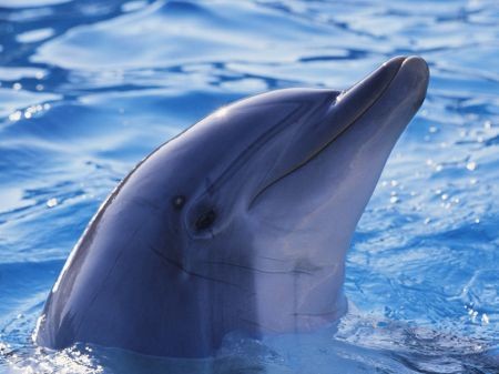 yyy...delfinek