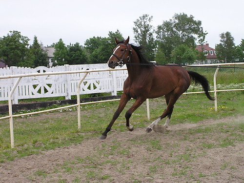 ROKSANKA