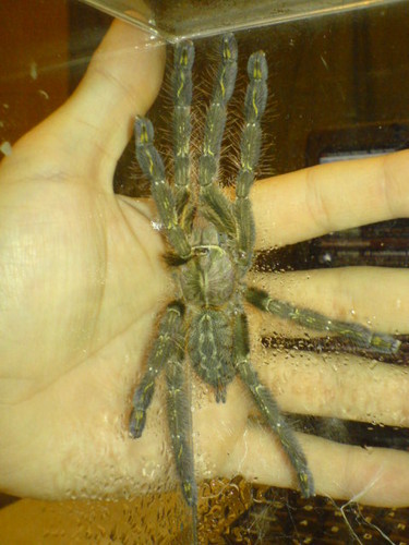 Poecilotheria ornata 