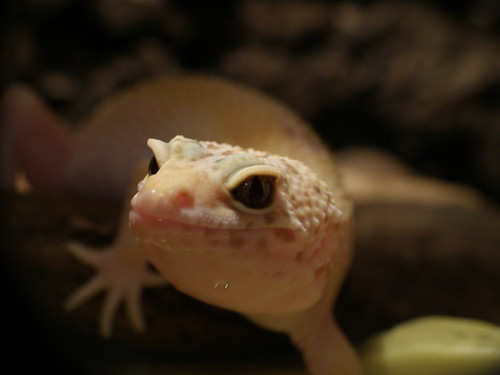 Eublepharis macularius