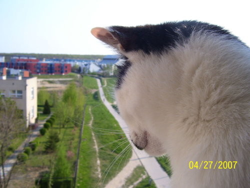 Widok z Lizusem