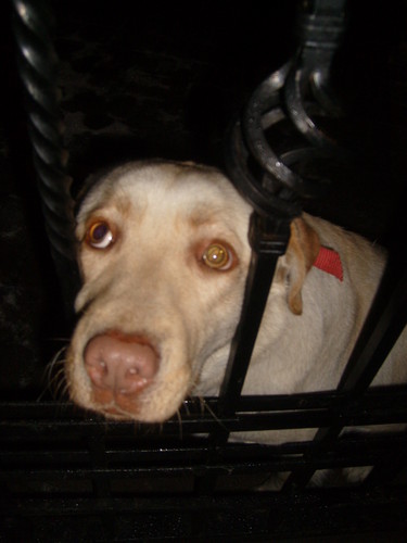 Dogi
