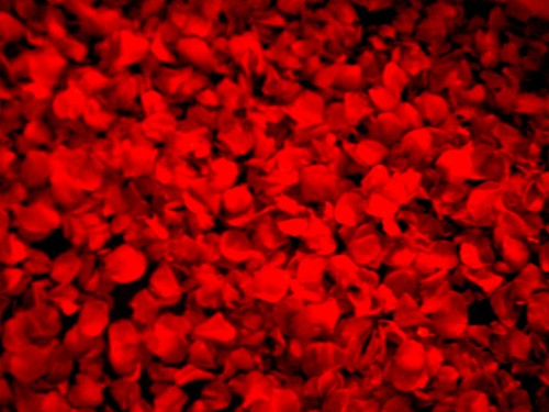 American Beauty