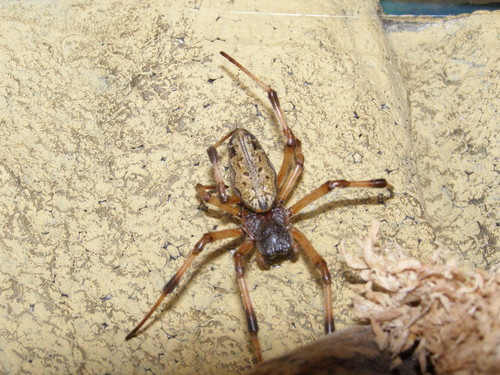 Nepihla sp. 