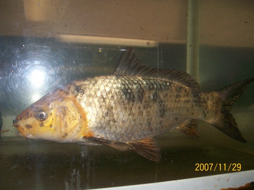 karp