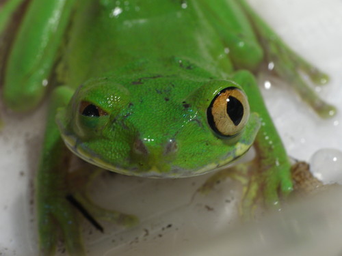 Leptopelis
