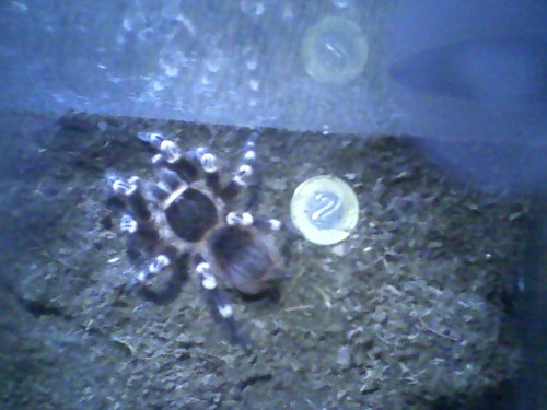 SpiDer :D