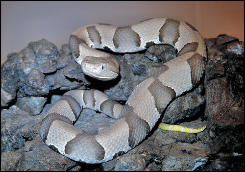 A. contortrix